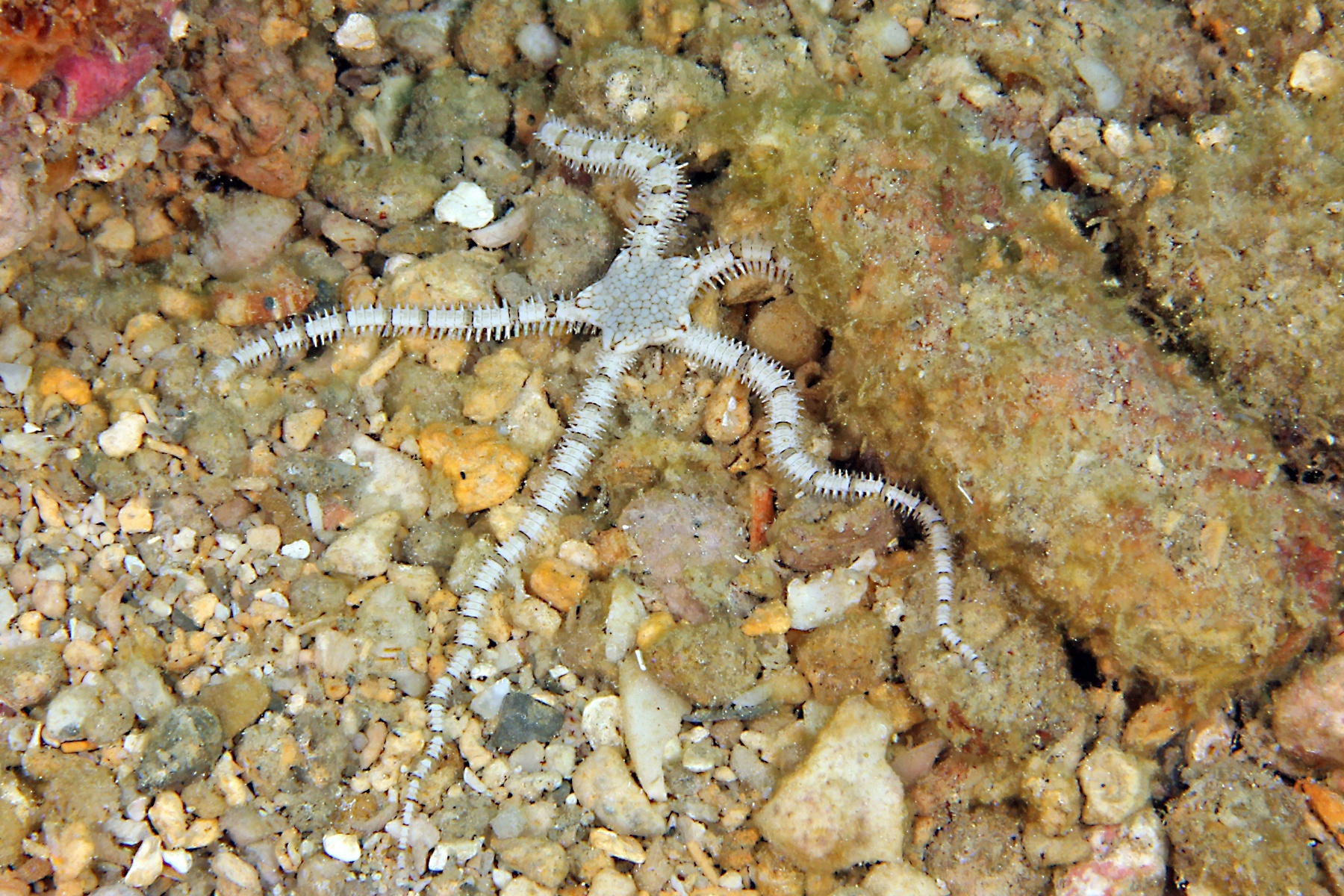 Bandedarm Brittle Star